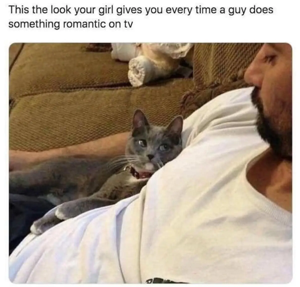 A gray cat with wide, unimpressed eyes stares directly at the camera while lying on a man's chest, who is reclining on a…