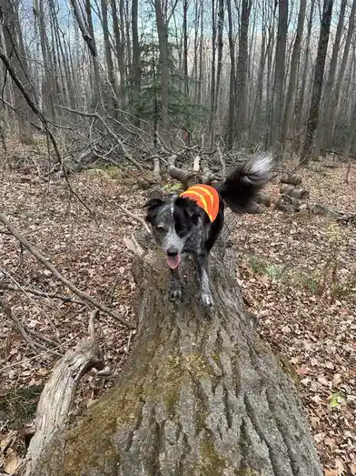 A black and white dog wearing an orange safety vest stands atop a large fallen log in a forest, surrounded by bare trees and…