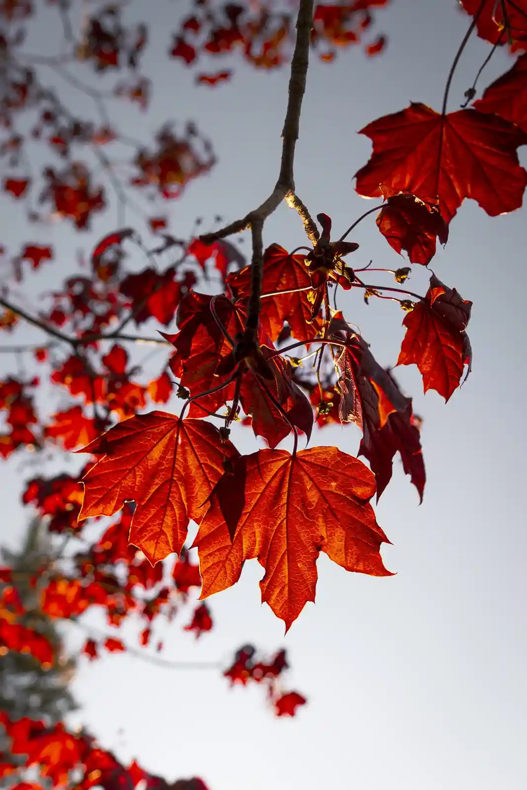 A close-up photograph of vibrant red maple leaves against a pale sky, with sunlight filtering through the foliage. The image…