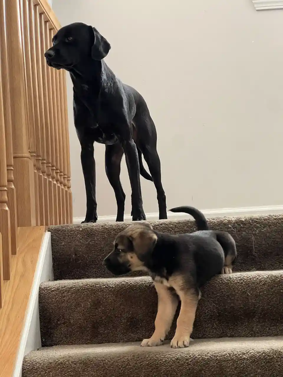 A black adult dog stands on a carpeted staircase looking down at a small black and tan puppy on the step below. The puppy is…