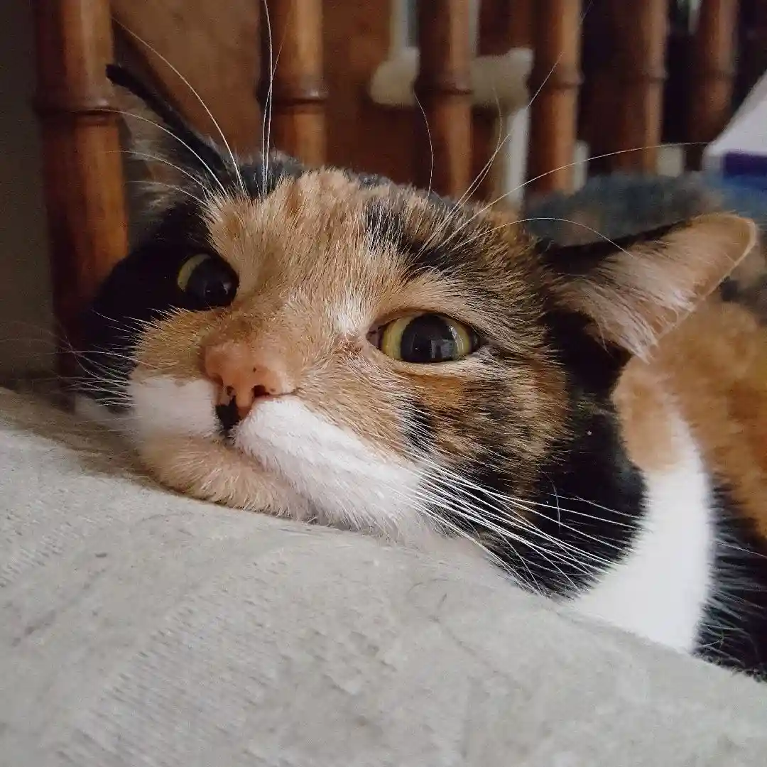 Mia's Lazy Days: A Portrait of Relaxation