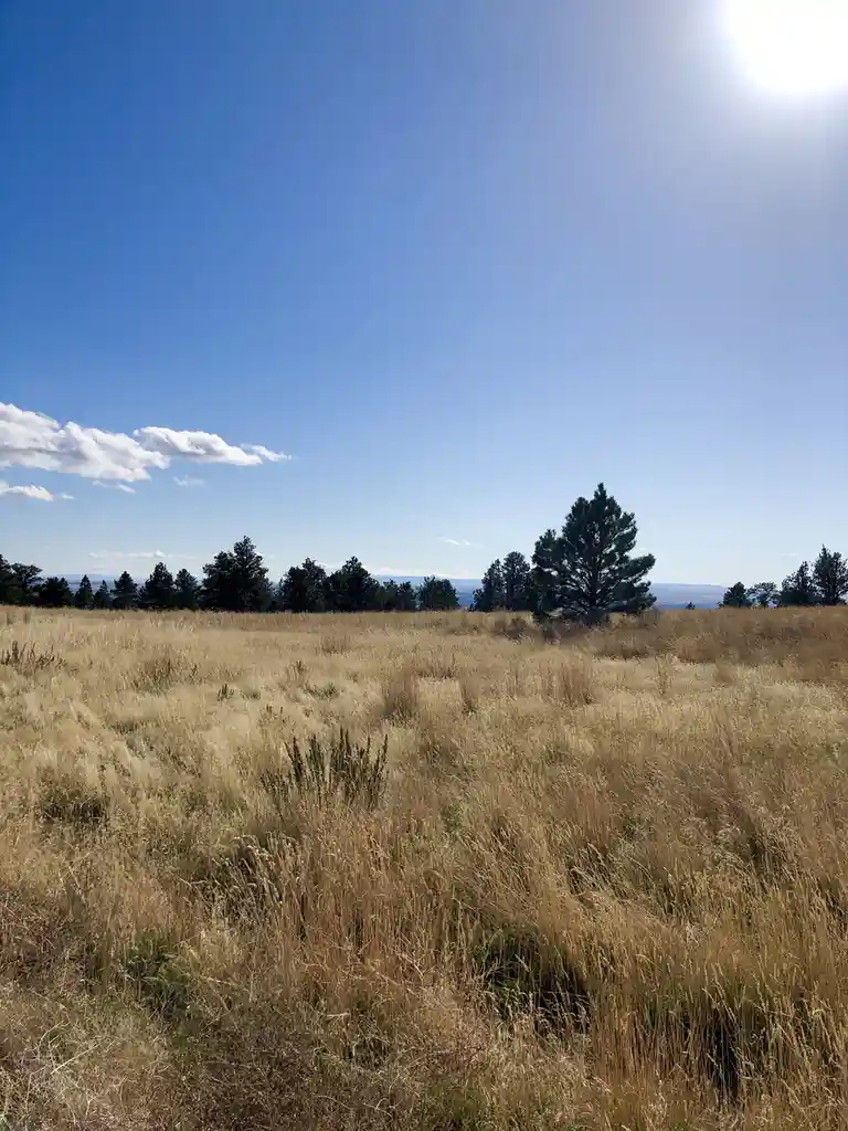 A wide, sunlit field of dry, golden grass under a clear blue sky with a few clouds and scattered pine trees on the horizon…