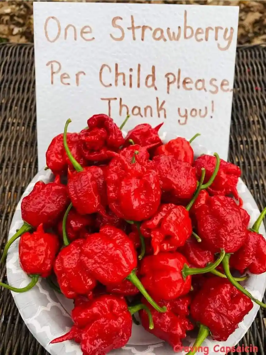 A white paper plate holds a pile of bright red, wrinkled, extremely spicy-looking peppers, likely Carolina Reapers, with a…