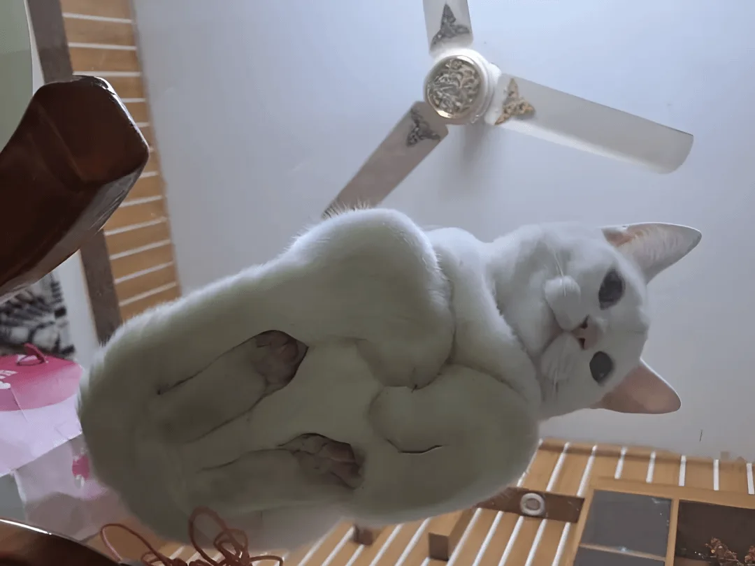 A white cat is lying on its back on a glass table, looking up with a relaxed expression, while a ceiling fan spins above it…