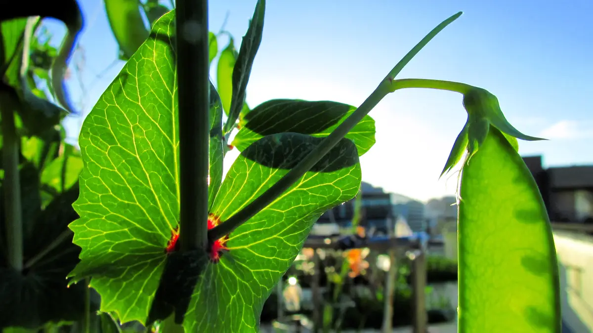 A close-up photograph of a pea plant with vibrant green leaves and a developing pea pod, backlit by bright sunlight against…