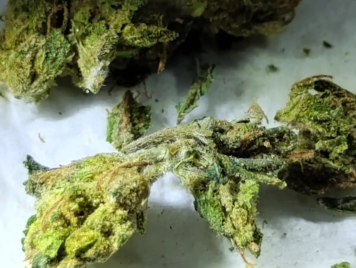 A close-up photo shows several dried cannabis buds with visible trichomes and pistils, resting on a white surface. The…