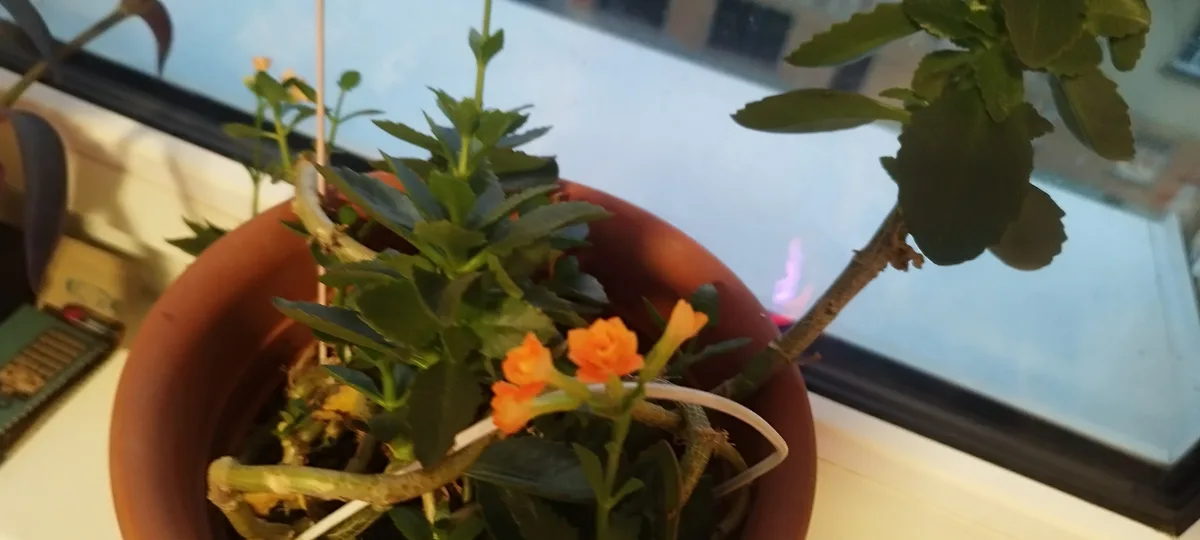 A potted plant with orange flowers and green leaves sits on a windowsill, showing signs of wilting and dryness, with the…