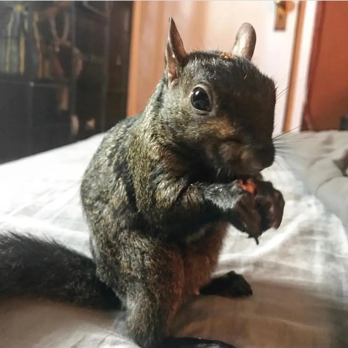 A close-up photo shows a black squirrel sitting upright on a bed, holding and eating a piece of food with both paws. The…