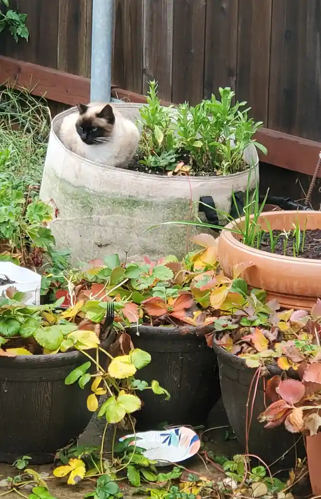 Harvesting Success: A Bountiful Crop This Year