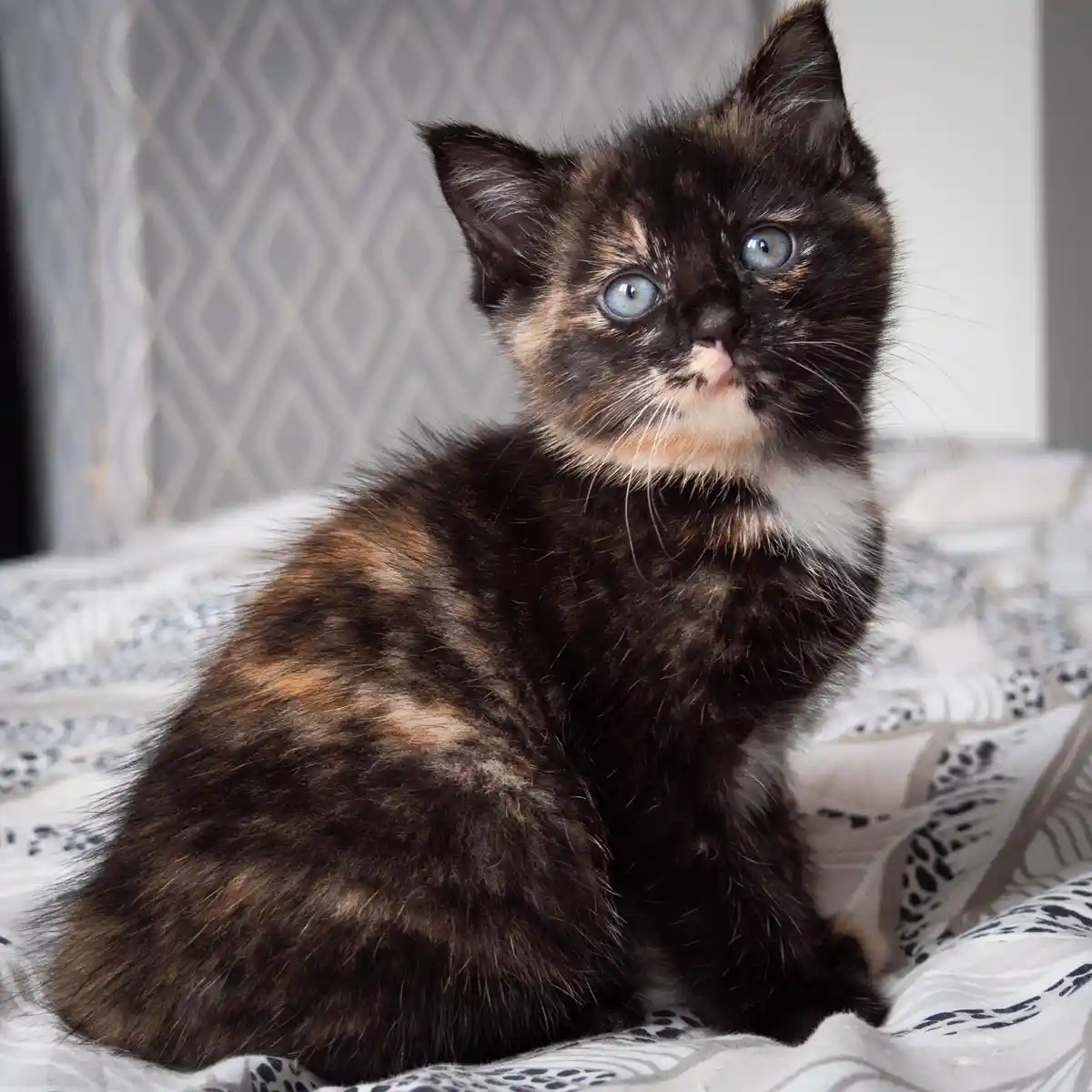 A small tortoiseshell kitten with striking blue eyes sits on a patterned blanket, looking upward with a serious, almost…