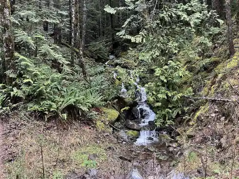 A serene forest scene featuring a small waterfall cascading over moss-covered rocks, surrounded by dense green ferns and…