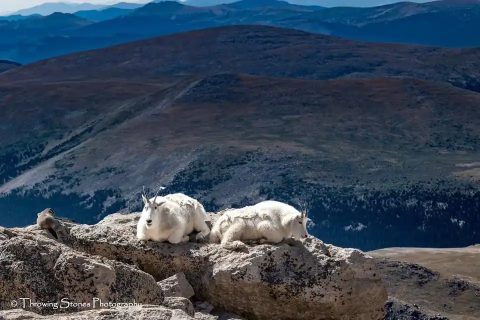 Two white mountain goats are resting on a rocky outcrop with a vast mountain range in the background. The text overlaid on…