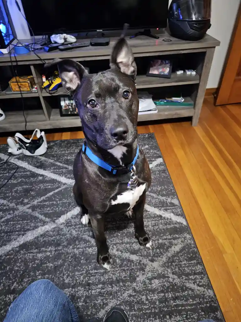 A black and white dog with a blue collar sits attentively on a gray rug in a living room, looking up at the camera with wide…
