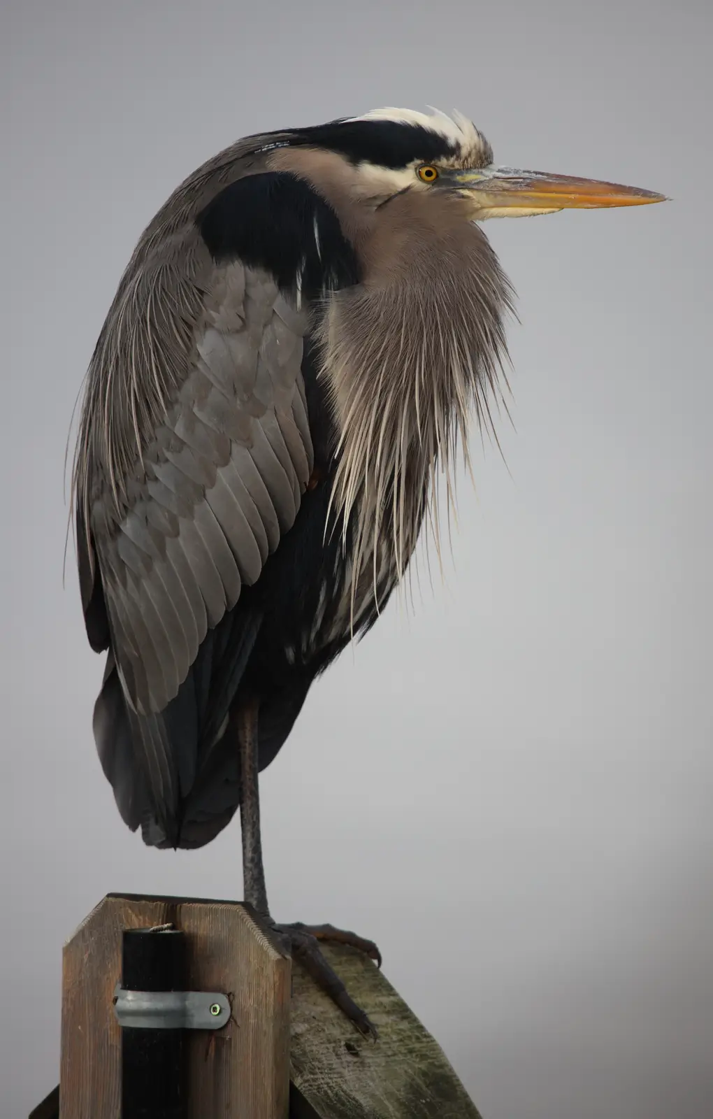 A great blue heron stands on a wooden post against a plain gray background, its head tilted slightly and eyes looking…