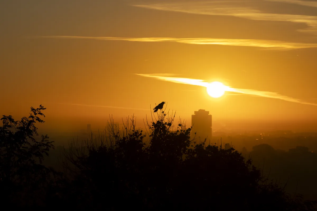 A silhouette of a bird, likely a crow, perched on a branch atop a bush against a vibrant orange sunset with the sun low on…