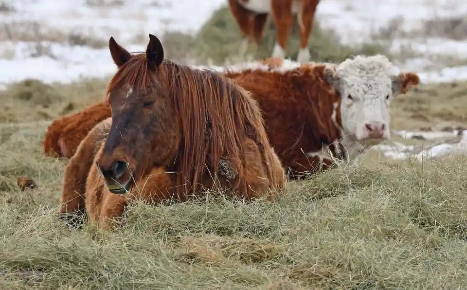 Unexpected Friendships: Strange Bedfellows Unite!