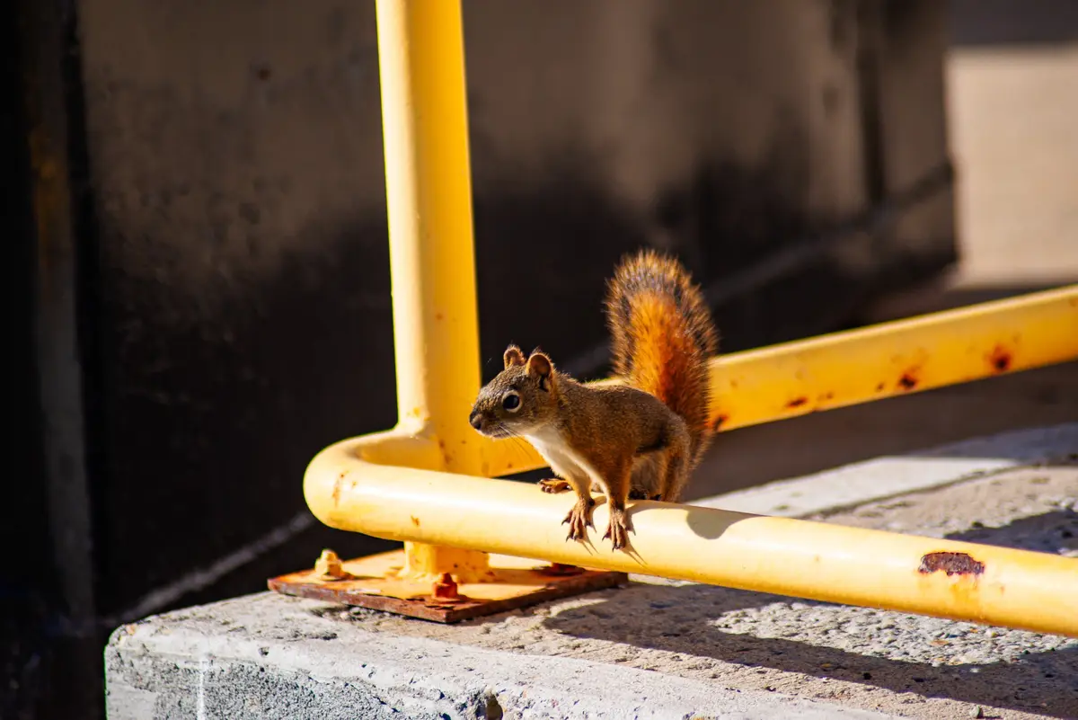Look, it's a squirrel!