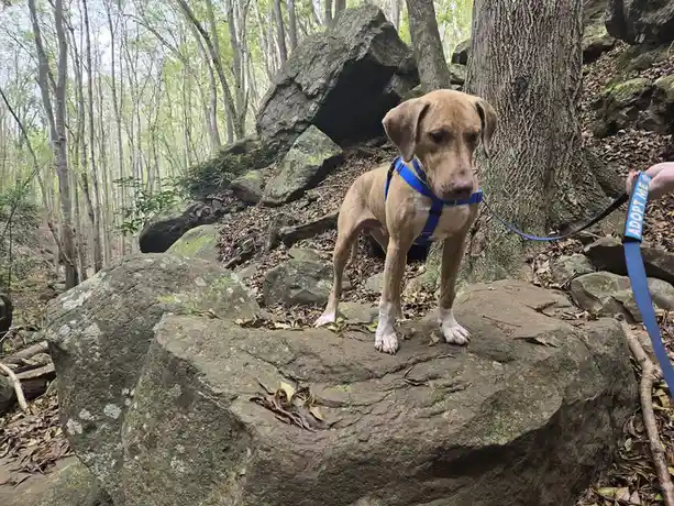 A tan dog with floppy ears wearing a blue harness stands on a large rock in a forest, looking directly at the camera. A…