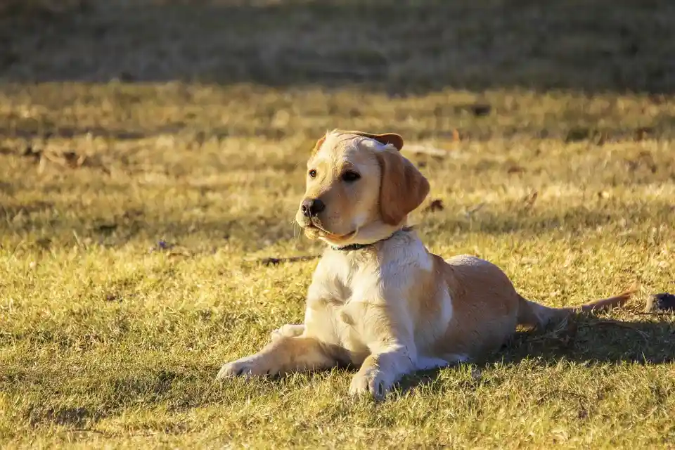 a yellow labrador retriever is lying down on dry grass in a field, looking off to the side with a calm, slightly bored…