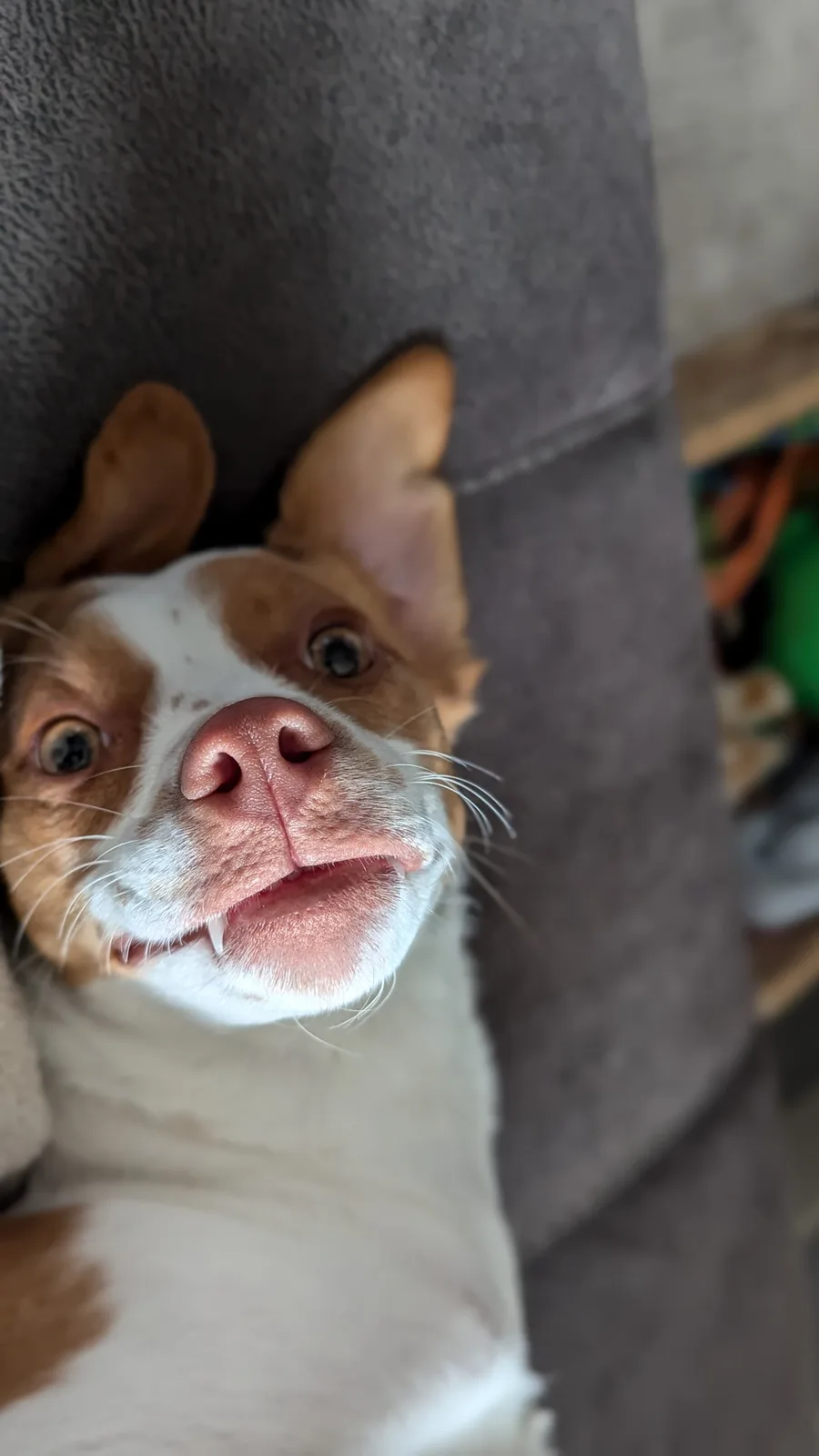 A close-up photo of a brown and white dog looking up with wide, surprised eyes and its mouth slightly open, revealing small…