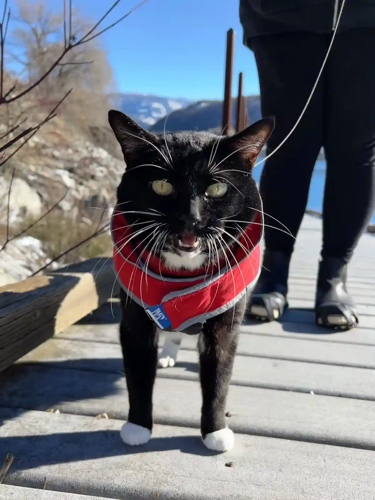 Lucy is Ready to Be Carried Like a Queen