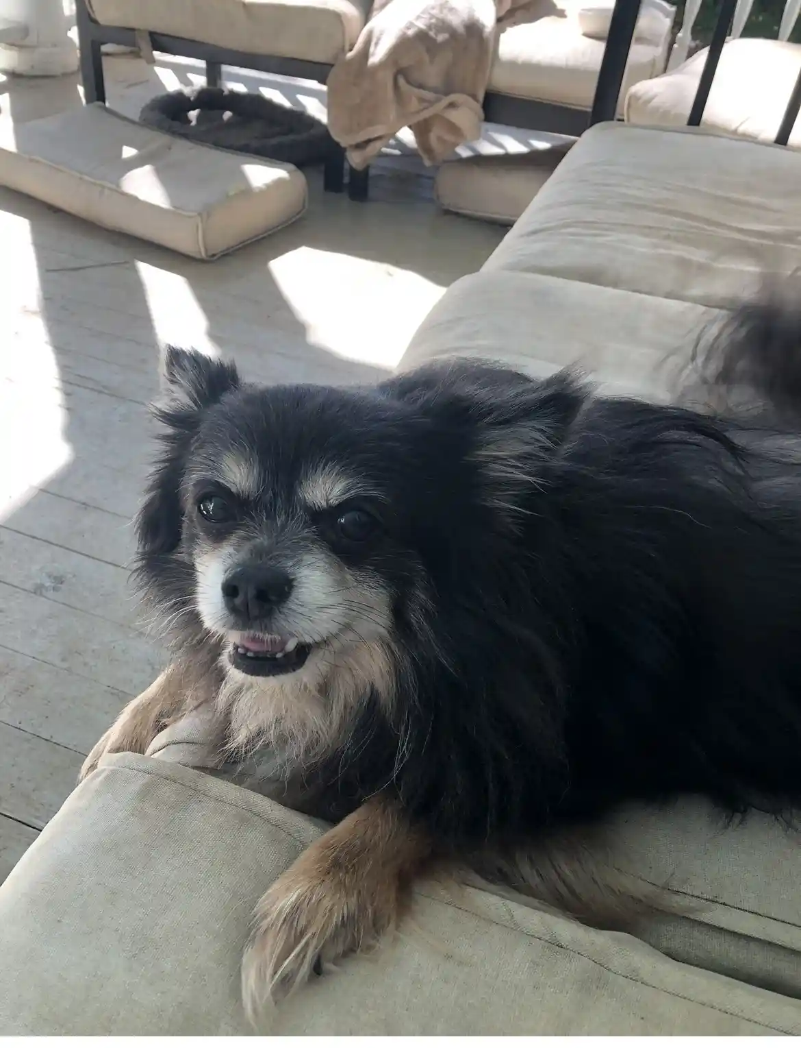 A small, fluffy black and tan dog with white muzzle and expressive eyes lies relaxed on a beige outdoor couch cushion…