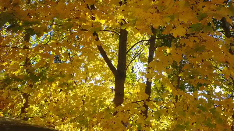Captivating Autumn Vibes in Canada