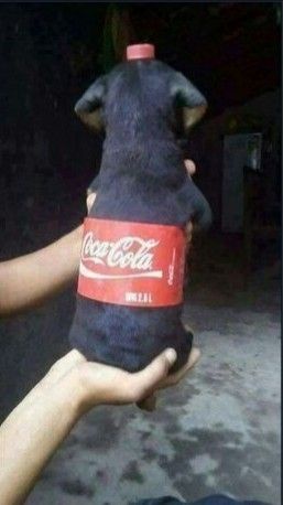 A small black dog is being held upright by a person's hands, and its body is covered with a red Coca-Cola label that reads…