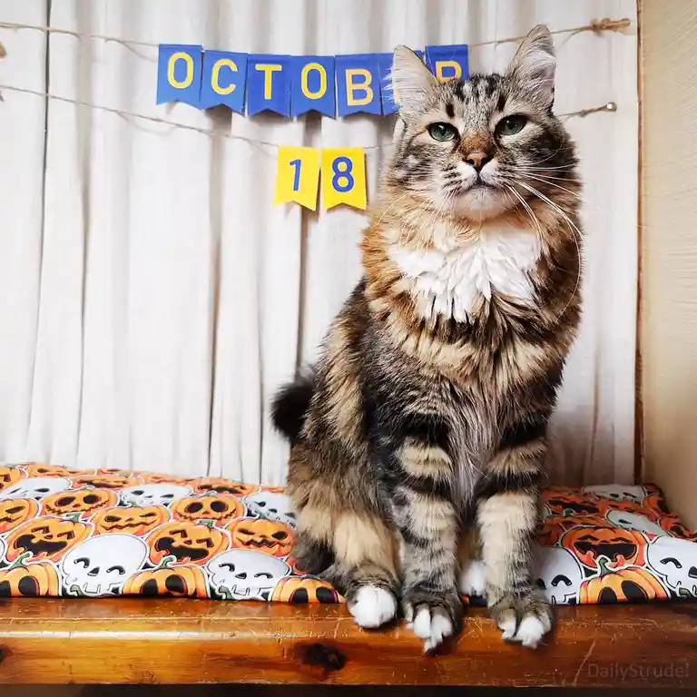 A fluffy tabby cat with green eyes sits regally on a Halloween-themed cushion featuring pumpkins and skulls, looking…