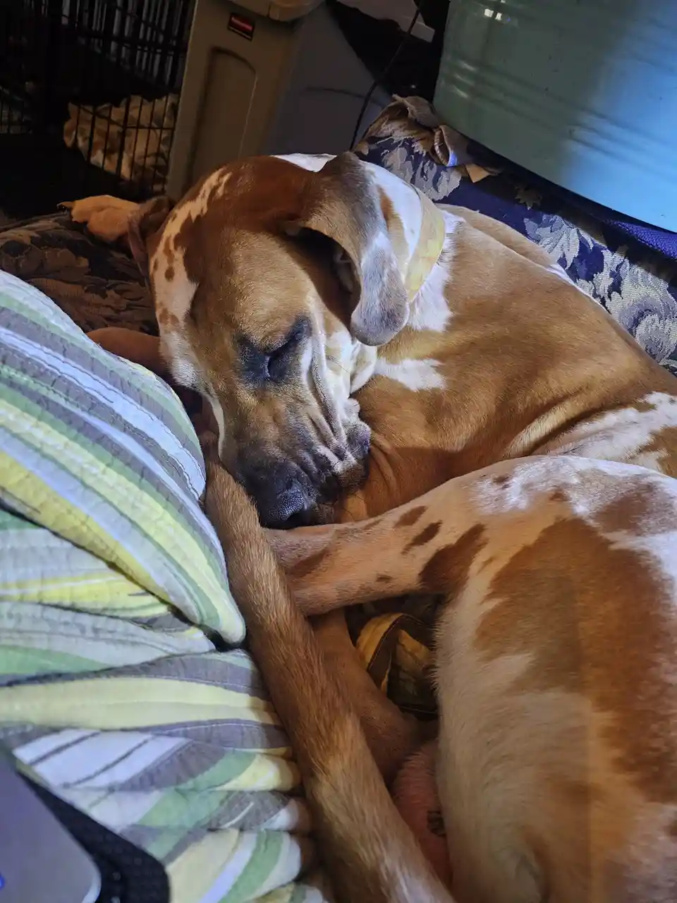 Meet Snugglepup: The Cuddliest Companion