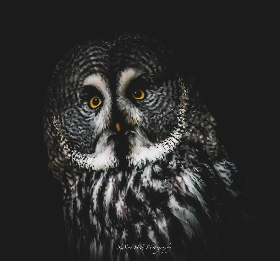 A close-up photograph of a large, dark-feathered owl with intense yellow eyes and a white facial disc, set against a solid…