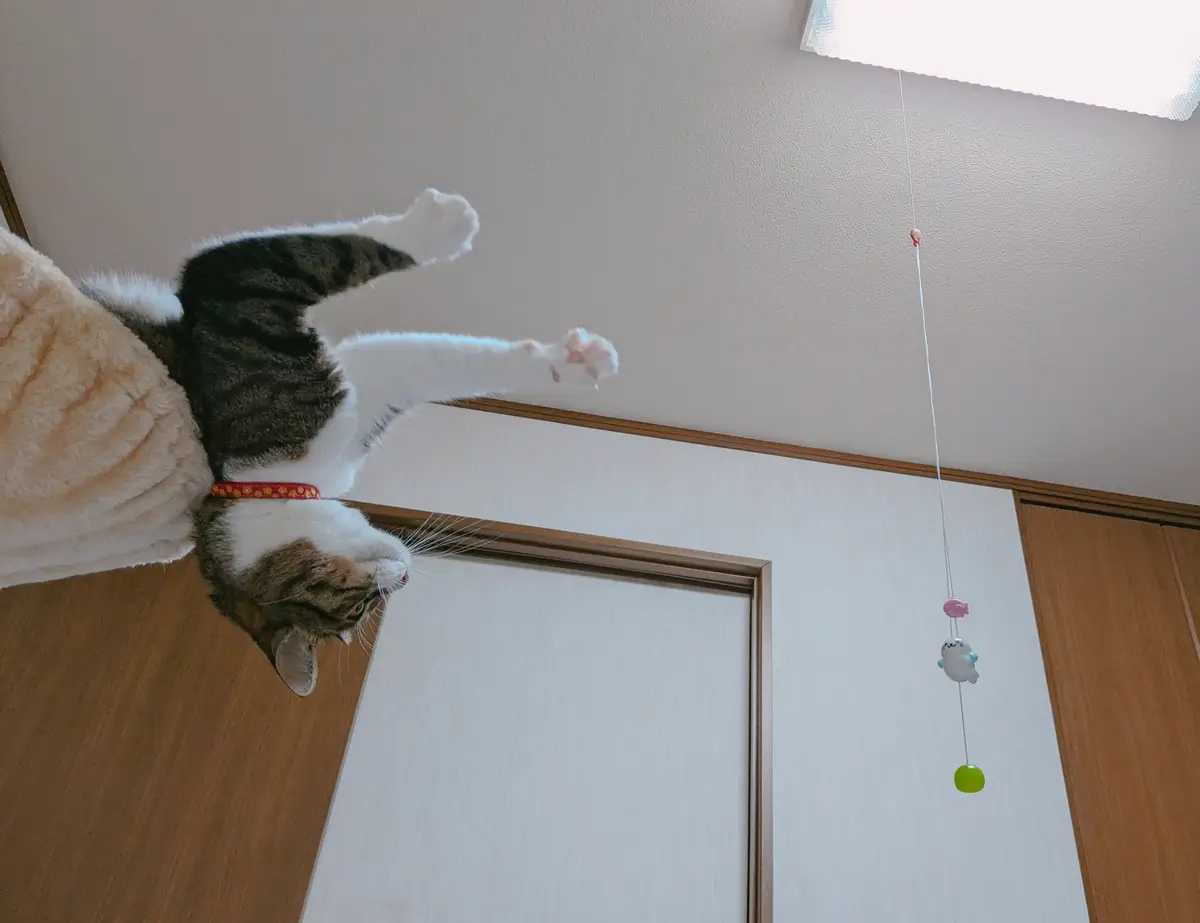 A tabby and white cat is stretched out horizontally, reaching with its paws toward a dangling toy with a pink fish, a white…