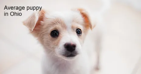 Meet the average Ohio puppy, now upgraded for 2025!