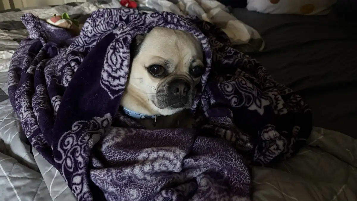 A fawn-colored pug dog is wrapped snugly in a purple and white patterned fleece blanket, peeking out with large, soulful…
