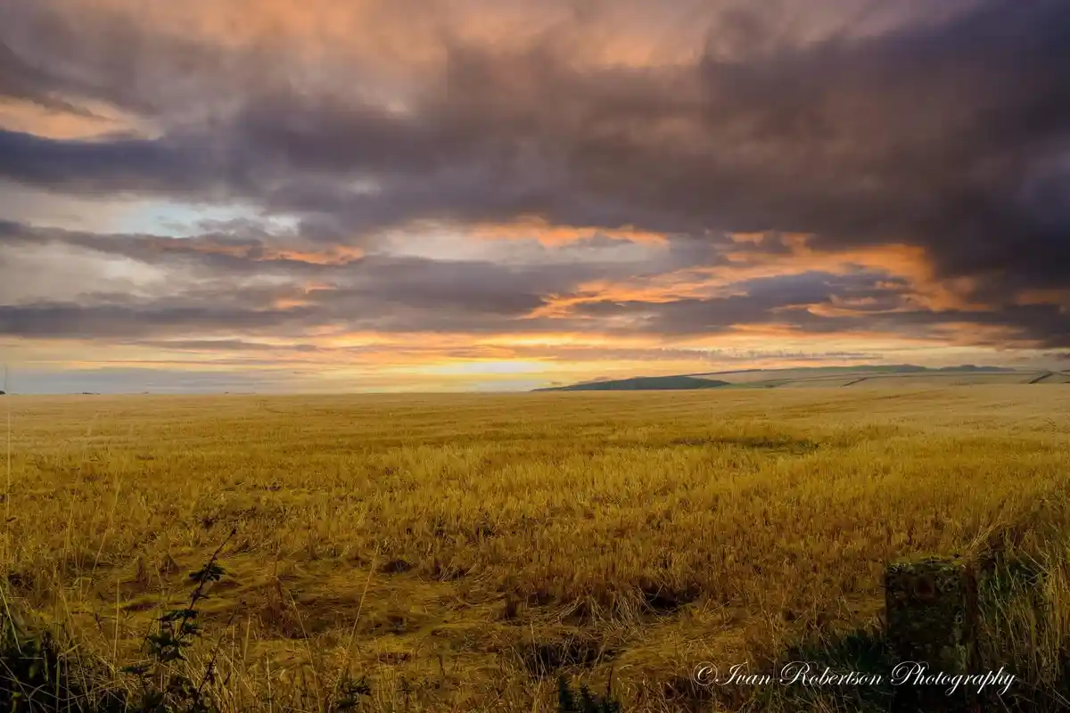 A wide, golden wheat field stretches to a distant horizon under a dramatic, colorful sunset sky with orange and purple…