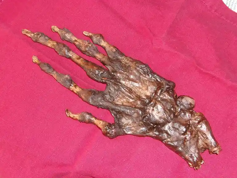 The Enigmatic Hand of Glory