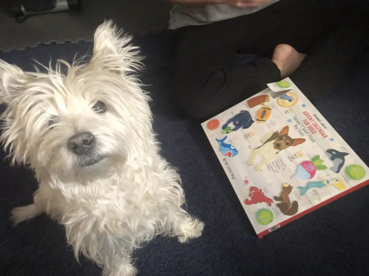 Remembering My Beloved Lily Bella: Celebrating Her Life One Memory at a Time