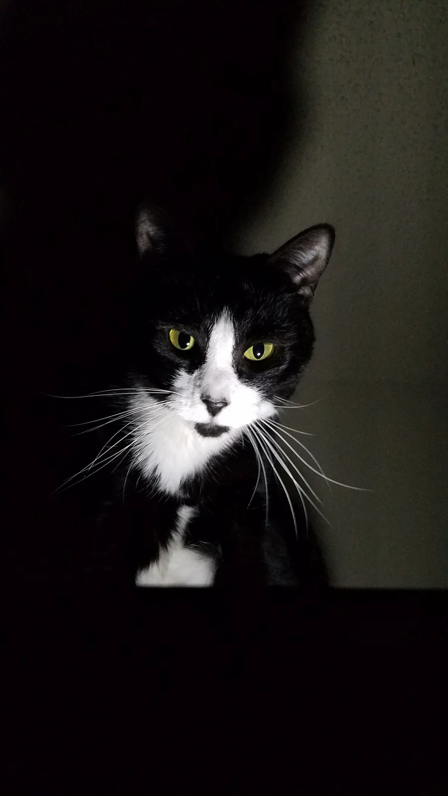 A black and white cat with bright yellow eyes stares intensely at the camera in a dimly lit room, its face illuminated while…