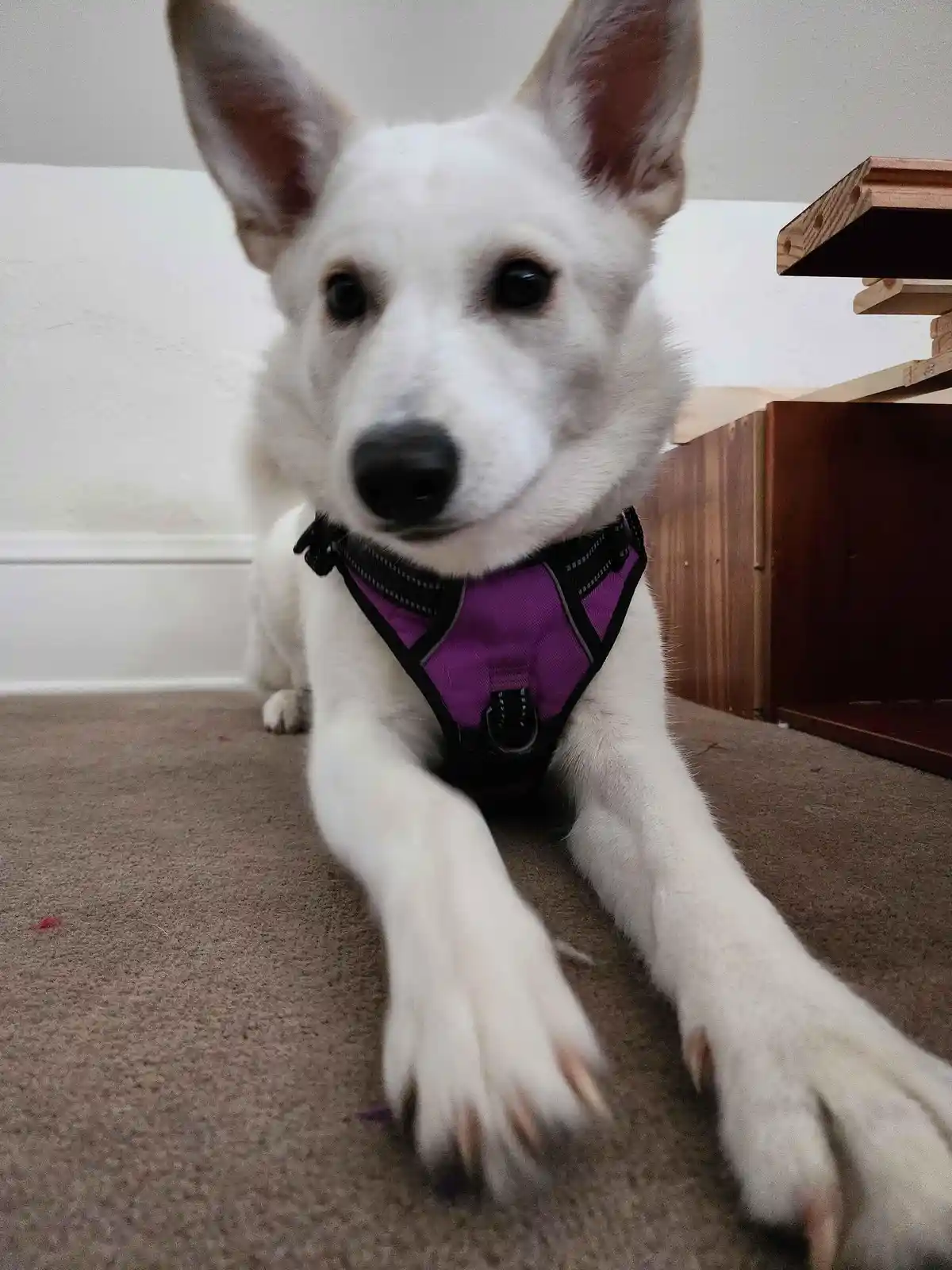 A white dog with large ears and a purple harness lies on a carpeted floor, looking directly at the camera with a calm…
