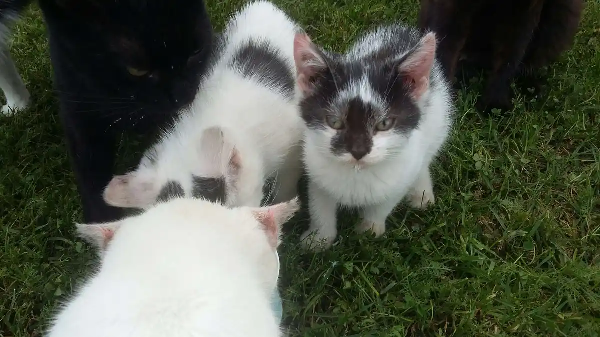 A black-and-white kitten with a human-like facial expression stares directly at the camera while surrounded by other cats on…