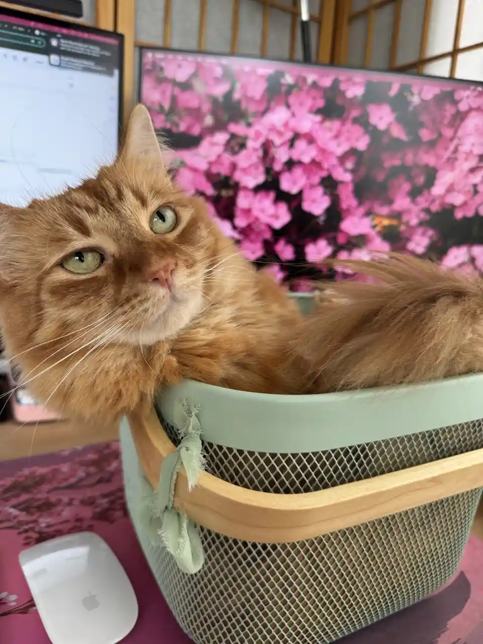 An orange tabby cat with green eyes is lounging inside a light green mesh basket with a wooden handle, positioned on a desk…