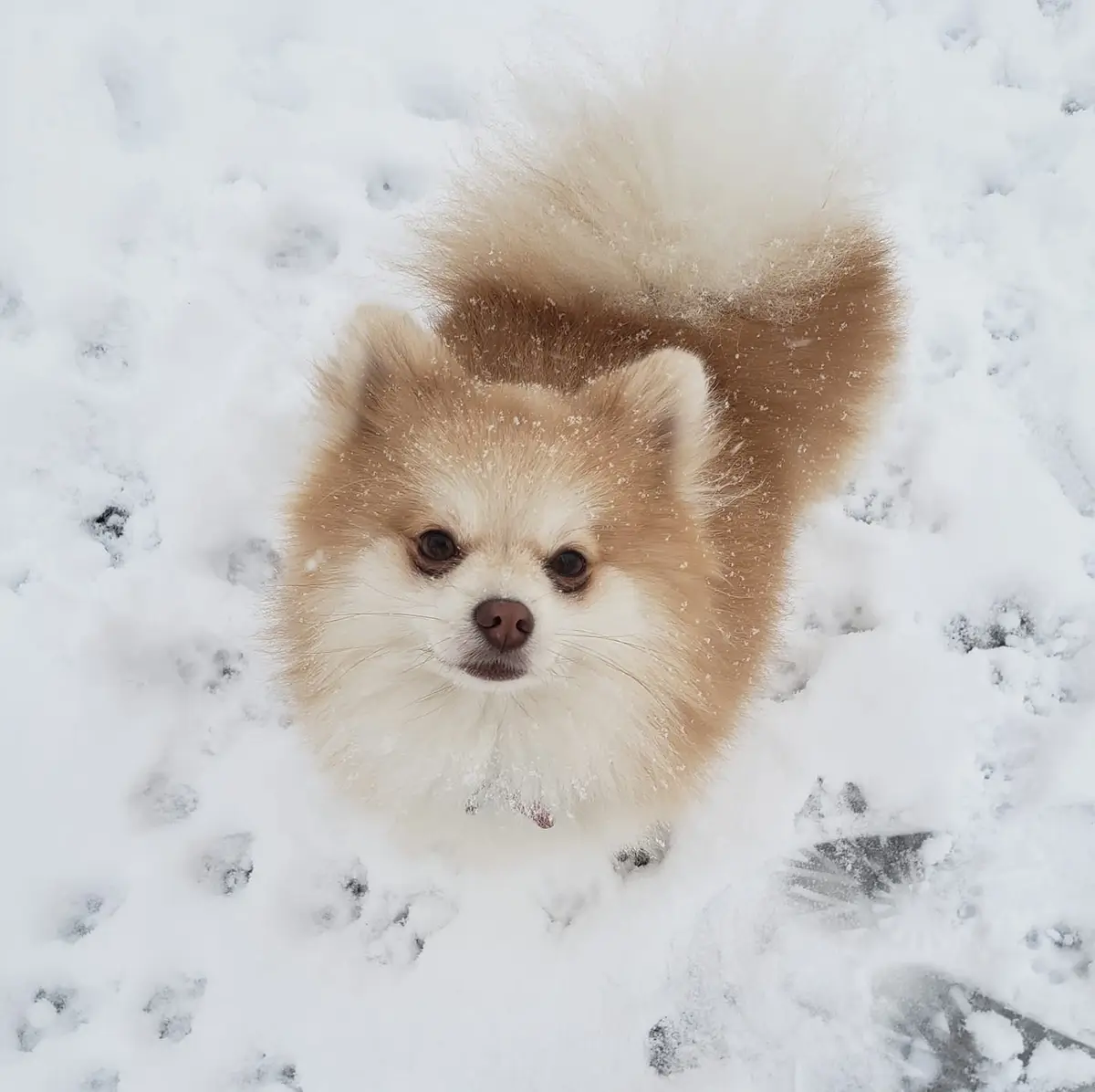 A fluffy tan and white Pomeranian dog stands in deep snow, looking up at the camera with a slightly confused or unimpressed…