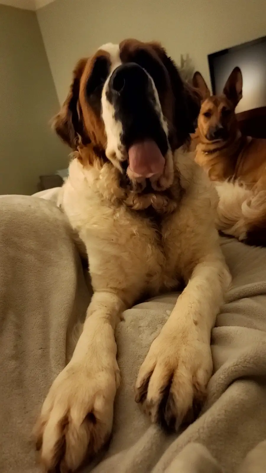 A large Saint Bernard dog with brown and white fur sits on a beige blanket, yawning widely with its tongue out. Behind it, a…