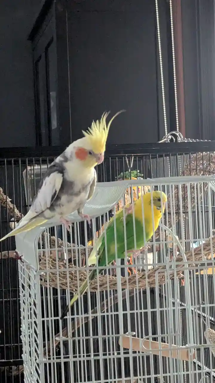The Cockatiel with a Side of Suspicion