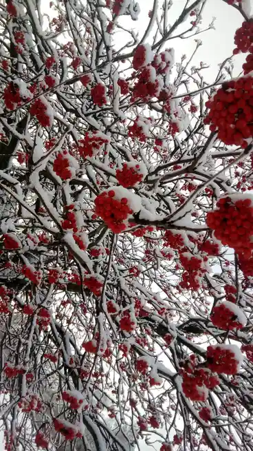 A close-up photo shows dense clusters of bright red berries on bare tree branches, all dusted with fresh white snow against…