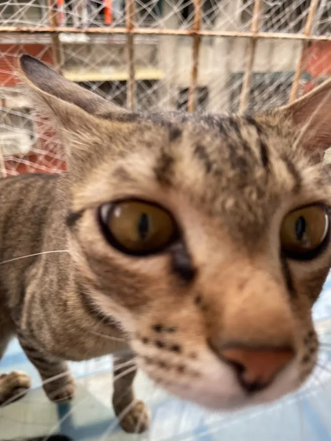 The Mysterious Life of a Cat