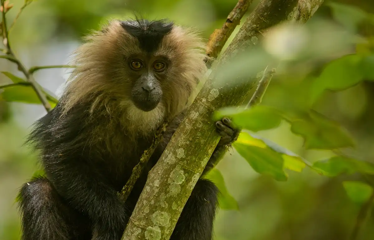 A close-up photograph of a lion-tailed macaque monkey with black and light brown fur, gripping a tree branch in a lush green…