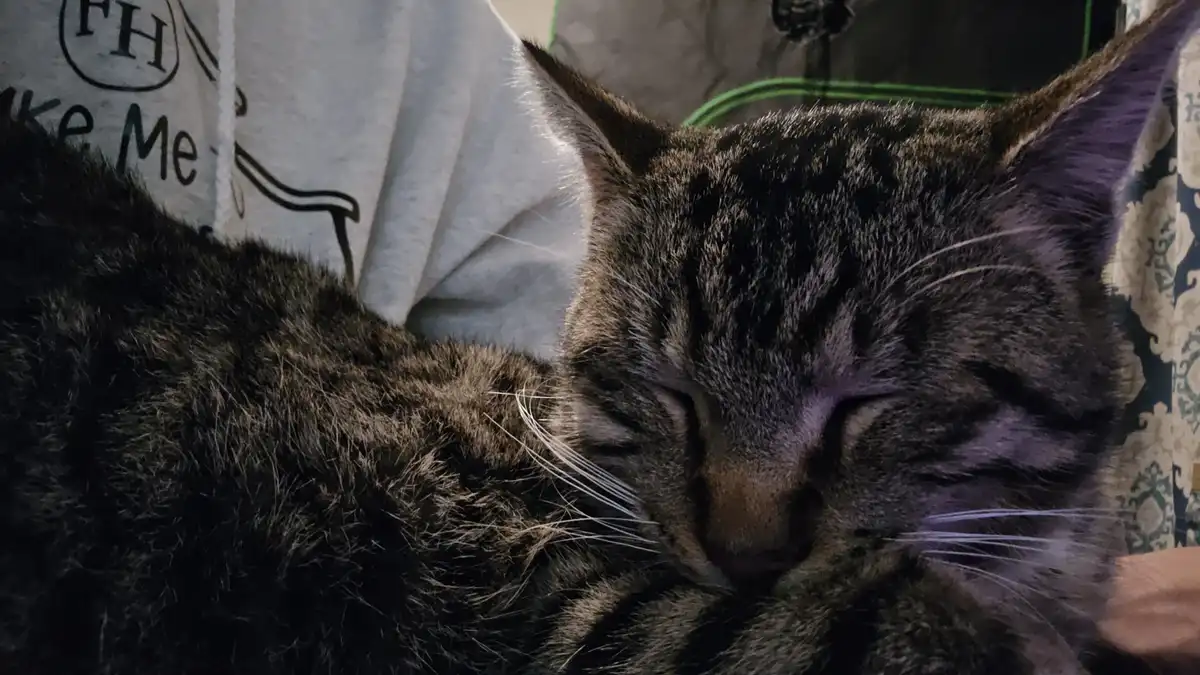 A close-up photo of a dark tabby cat sleeping peacefully with its eyes shut, nestled against a white garment with partial…