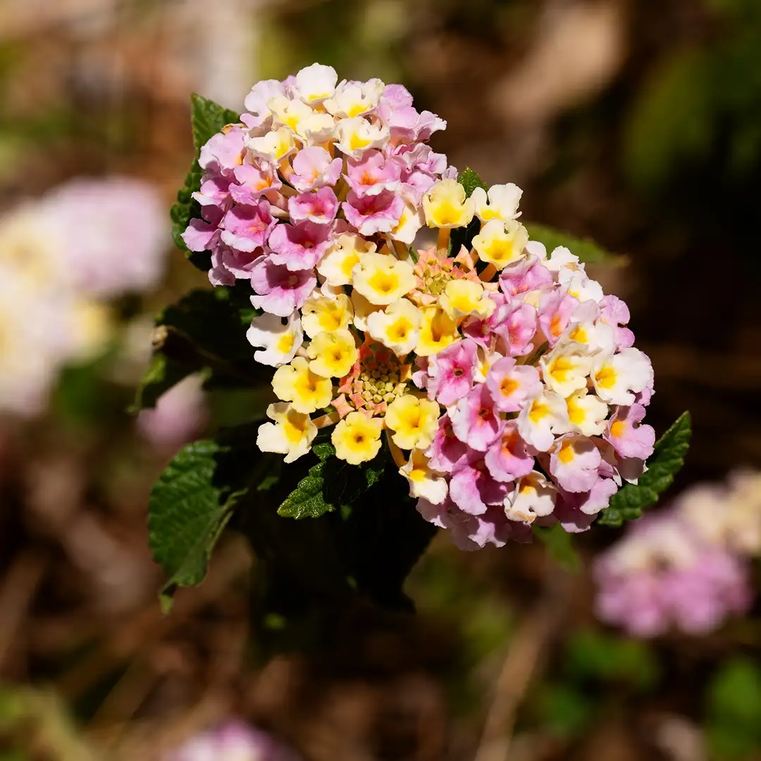 A close-up photograph of a lantana flower cluster with pink, white, and yellow blossoms against a blurred natural…