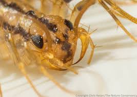 A macro photograph shows a close-up of a light brown, segmented insect with large black eyes and multiple legs, resembling a…